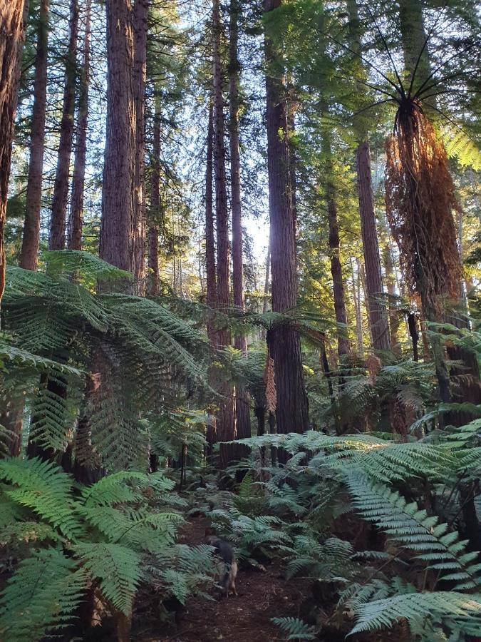 Vila Folia Domus Nz, Redwoods, Mbt Rotorua Exteriér fotografie